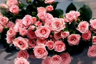 «RoseLife» livraison de roses le jour même à Alger